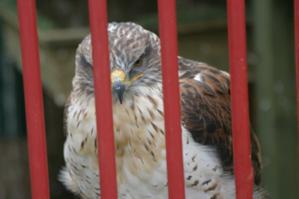 Cornish Birds of Prey: Photo 2 (IMG_1084.JPG, 600 x 400, 40.0K) 