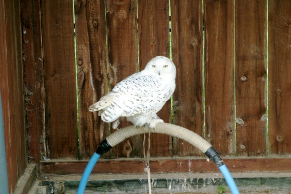 Cornish Birds of Prey: Photo 3 (IMG_1085.JPG, 600 x 400, 68.0K) 