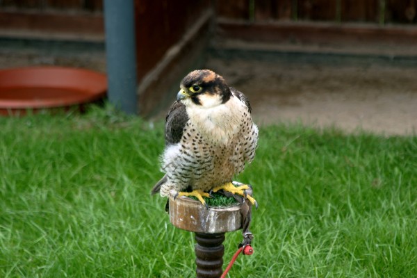 Cornish Birds of Prey: Photo 4 (IMG_1086.JPG, 600 x 400, 60.0K) 