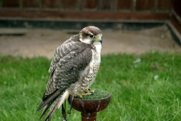 Cornish Birds of Prey: Photo 5 (IMG_1087.JPG, 600 x 400, 56.0K) 