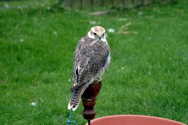 Cornish Birds of Prey: Photo 6 (IMG_1088.JPG, 600 x 400, 60.0K) 