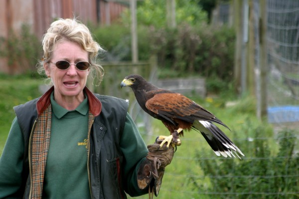 Cornish Birds of Prey: Photo 7 (IMG_1091.JPG, 600 x 400, 60.0K) 