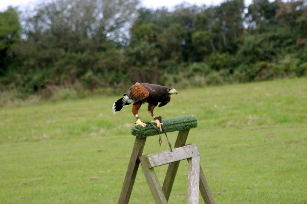 Cornish Birds of Prey: Photo 8 (IMG_1093.JPG, 600 x 400, 56.0K) 