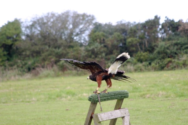 Cornish Birds of Prey: Photo 9 (IMG_1098.JPG, 600 x 398, 52.0K) 