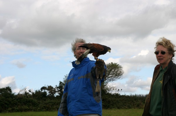 Cornish Birds of Prey: Photo 10 (IMG_1105.JPG, 600 x 398, 44.0K) 