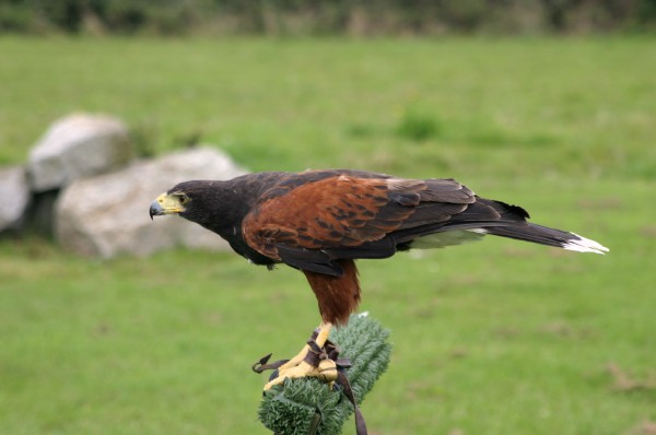 Cornish Birds of Prey: Photo 11 (IMG_1109.JPG, 600 x 398, 40.0K) 