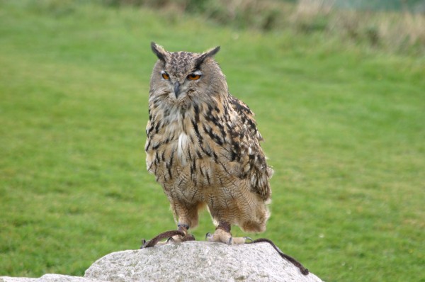 Cornish Birds of Prey: Photo 12 (IMG_1111.JPG, 600 x 398, 56.0K) 