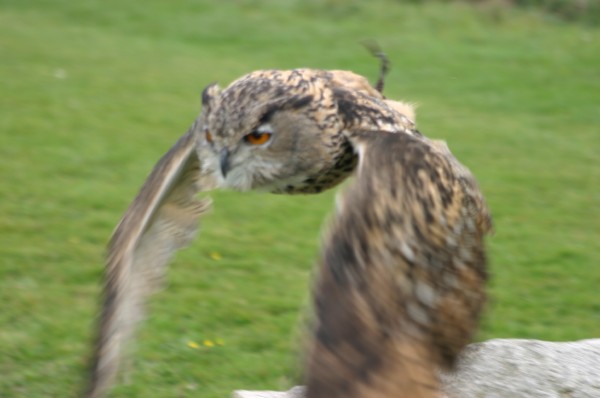 Cornish Birds of Prey: Photo 13 (IMG_1112.JPG, 600 x 398, 40.0K) 