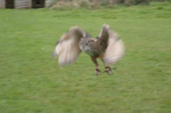 Cornish Birds of Prey: Photo 14 (IMG_1113.JPG, 600 x 398, 36.0K) 