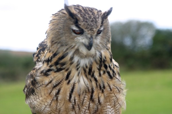 Cornish Birds of Prey: Photo 15 (IMG_1116.JPG, 600 x 398, 48.0K) 