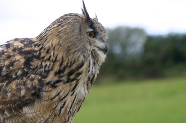 Cornish Birds of Prey: Photo 16 (IMG_1117.JPG, 600 x 398, 48.0K) 