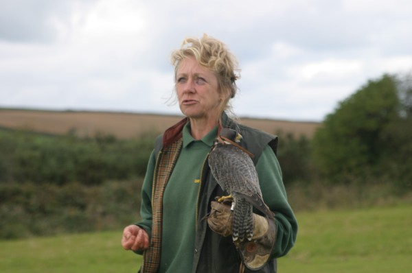 Cornish Birds of Prey: Photo 17 (IMG_1120.JPG, 600 x 398, 36.0K) 