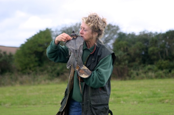 Cornish Birds of Prey: Photo 18 (IMG_1121.JPG, 600 x 398, 44.0K) 