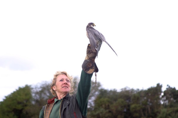 Cornish Birds of Prey: Photo 19 (IMG_1123.JPG, 600 x 398, 28.0K) 