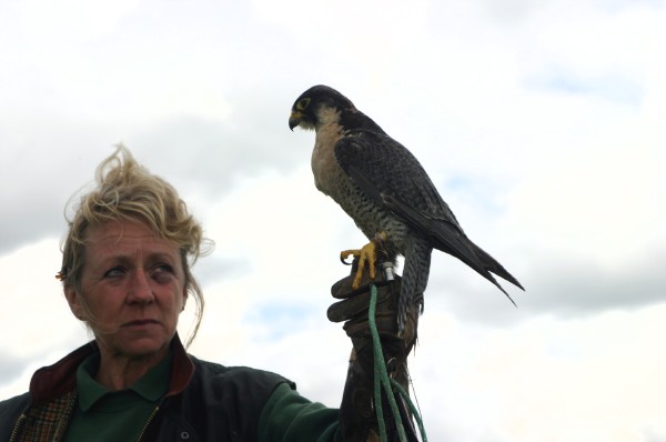 Cornish Birds of Prey: Photo 21 (IMG_1128.JPG, 600 x 398, 32.0K) 