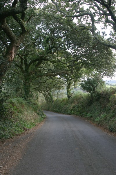 Cornwall Countryside: Photo 9 (IMG_1036.JPG, 400 x 600, 100.0K) 