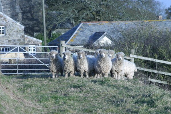 Cornwall Countryside: Photo 44 (IMG_3305.JPG, 600 x 400, 100.0K) 