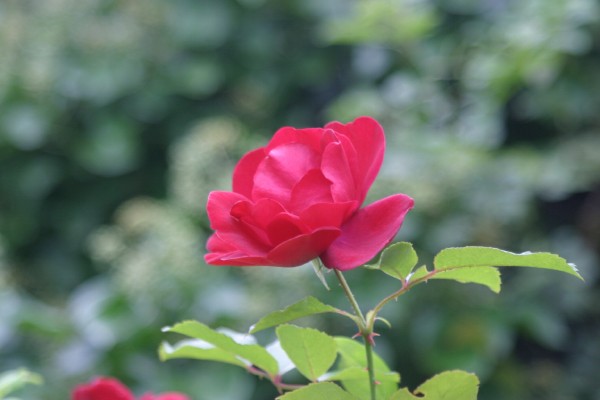 Cornwall Flowers and Trees: Photo 22 (IMG_0739.JPG, 600 x 400, 40.0K) 