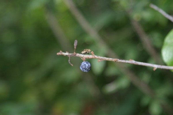 Cornwall Flowers and Trees: Photo 23 (IMG_0744.JPG, 600 x 400, 28.0K) 