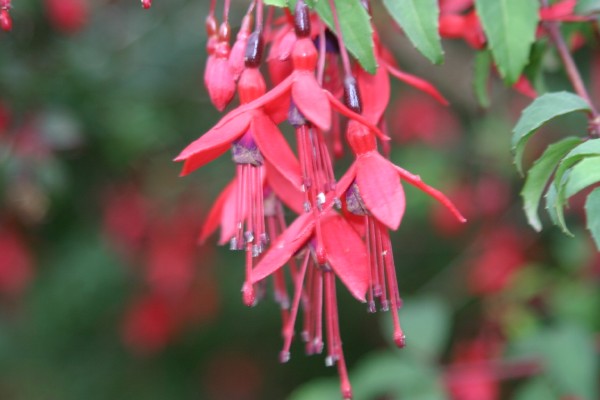 Cornwall Flowers and Trees: Photo 24 (IMG_0746.JPG, 600 x 400, 44.0K) 