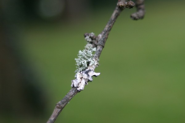 Cornwall Flowers and Trees: Photo 27 (IMG_0753.JPG, 600 x 400, 24.0K) 