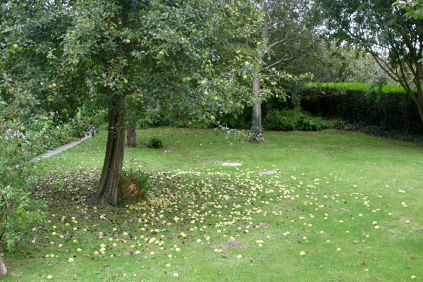 Cornwall Flowers and Trees: Photo 29 (IMG_0756.JPG, 600 x 400, 112.0K) 