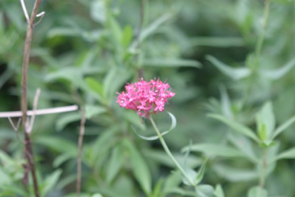 Cornwall Flowers and Trees: Photo 30 (IMG_0768.JPG, 600 x 400, 40.0K) 