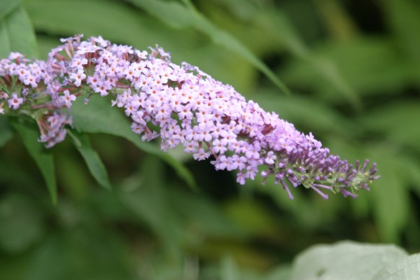 Cornwall Flowers and Trees: Photo 31 (IMG_0769.JPG, 600 x 400, 48.0K) 