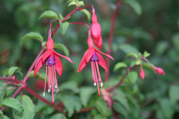 Cornwall Flowers and Trees: Photo 32 (IMG_0893.JPG, 600 x 400, 48.0K) 