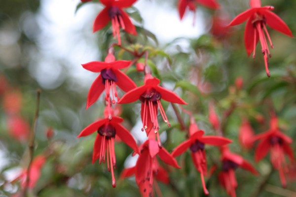 Cornwall Flowers and Trees: Photo 33 (IMG_0895.JPG, 600 x 400, 48.0K) 