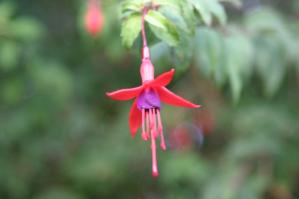 Cornwall Flowers and Trees: Photo 34 (IMG_0896.JPG, 600 x 400, 32.0K) 