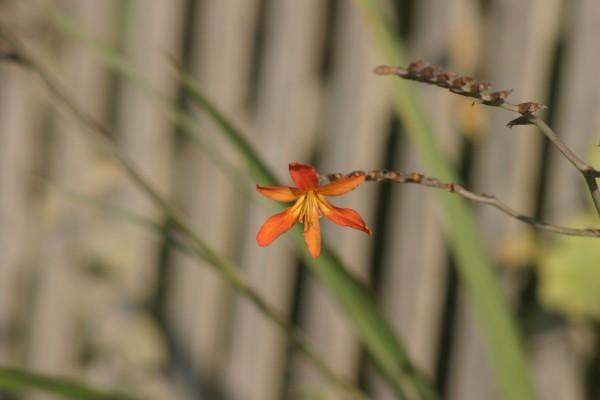 Cornwall Flowers and Trees: Photo 35 (IMG_0937.JPG, 600 x 400, 32.0K) 