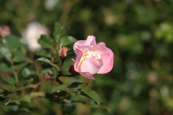 Cornwall Flowers and Trees: Photo 42 (IMG_1131.JPG, 600 x 400, 36.0K) 