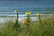 Daymer Bay flowers (IMG_0988.JPG, 1536 x 1024, 829.4K) 