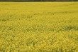 Field of mustard, Wotton, Surrey (IMG_4176.JPG, 1536 x 1024, 1.53M) 