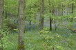 Blue bells in Frank's Wood, Surrey (IMG_4455.JPG, 1536 x 1024, 1.26M) 