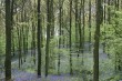 Blue bells in Frank's Wood, Surrey (IMG_4463.JPG, 1536 x 1024, 1.45M) 