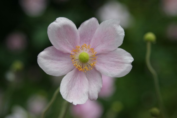 Cornwall Weblog: Cornwall flower (IMG_0755.JPG, 600 x 400, 32.0K) 