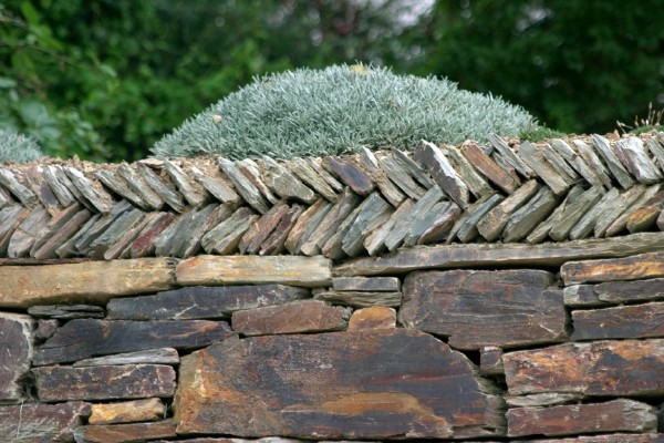 Cornwall Weblog: Cornish stone wall (IMG_0764.JPG, 600 x 400, 92.0K) 