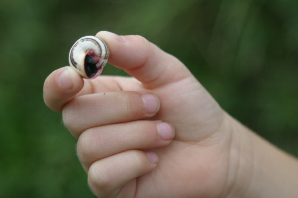 Cornwall Weblog: Nathaniel holding a snail (IMG_0776.JPG, 600 x 400, 28.0K) 