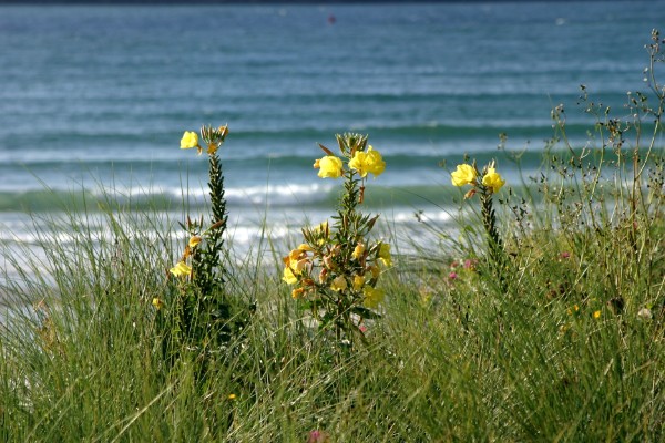 Cornwall Weblog: Daymer Bay flowers (IMG_0988.JPG, 600 x 400, 92.0K) 