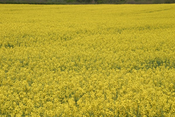 Cornwall Weblog: Field of mustard, Wotton, Surrey (IMG_4176.JPG, 600 x 400, 116.0K) 