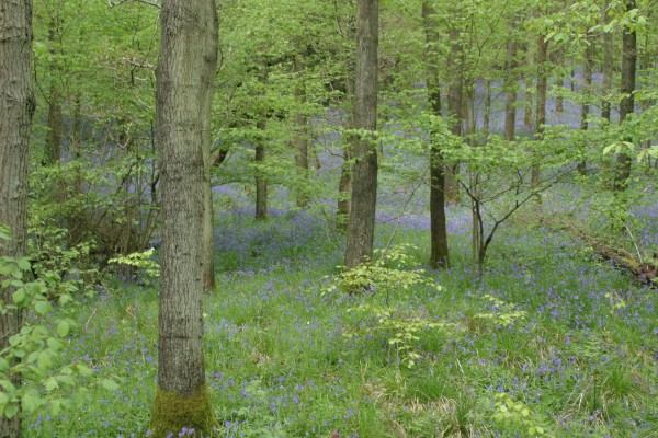 Cornwall Weblog: Blue bells in Frank's Wood, Surrey (IMG_4455.JPG, 600 x 400, 108.0K) 