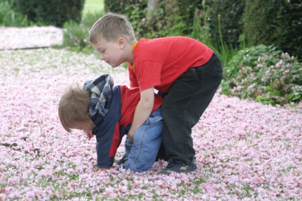 Cornwall Weblog: Pink snow in Leatherhead (IMG_4477.JPG, 600 x 400, 84.0K) 