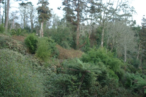 Lost Gardens of Heligan: Photo 12 (IMG_2952.JPG, 600 x 400, 88.0K) 