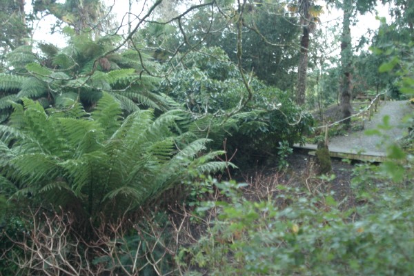 Lost Gardens of Heligan: Photo 27 (IMG_2954.JPG, 600 x 400, 92.0K) 